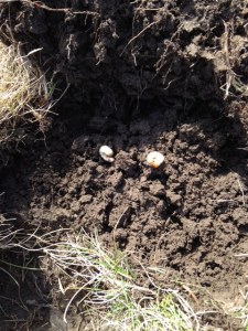 Grubs up at soil thatch interface